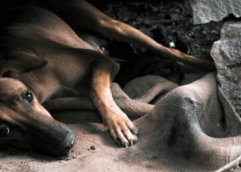 Rescatan a perro de maltrato animal en Nogales