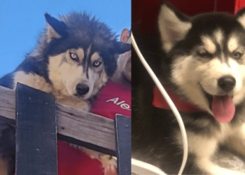 Vecino asesina a perrita Husky en colonia Los Encinos