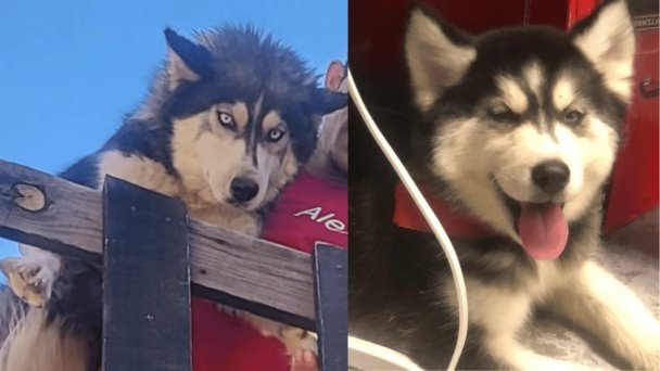 Vecino asesina a perrita Husky en colonia Los Encinos Vecino asesina a perrita Husky en colonia Los Encinos