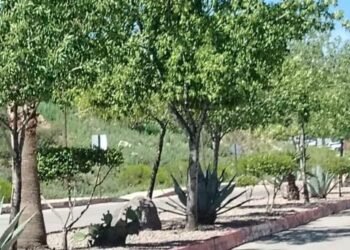 Nogales recibe más de 30 mil árboles para reforestación