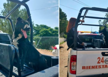 buscan a los dueños de Rayito, perro rescatado