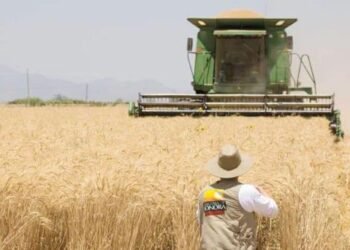 Producción de trigo en Sonora en crisis; cae precio de granos