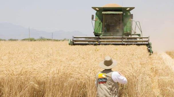 Producción de trigo en Sonora en crisis; cae precio de granos Producción de trigo en Sonora en crisis; cae precio de granos