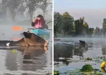 Descubre las vacas nadadoras en Xochimilco