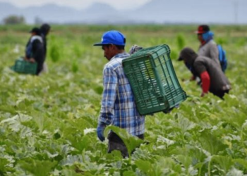 6 mil trabajadores impulsan producción valle Guaymas-Empalme