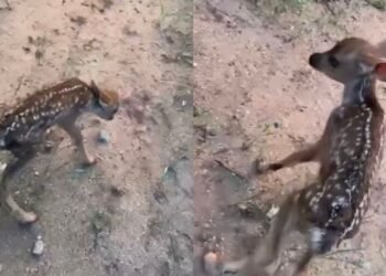Piden no acercarse a crías de venado cola blanca en el Cerro del Bachoco para proteger su bienestar