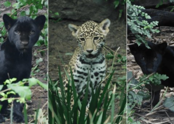 Chapultepec Nombra a Sus Nuevas Crías de Jaguar