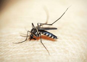 Sin dengue culminó julio en Sonora
