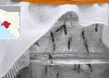 Contagios de dengue en Sonora
