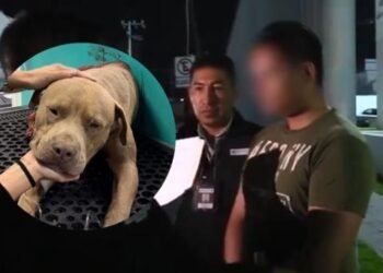Detienen a sujeto por asesinar a perrito con machete en Pachuca