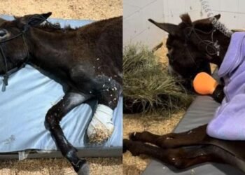 Piden justicia para ‘Olivia’, burrita quemada con gasolina