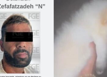 Hombre arroja a un perro desde octavo piso en Quintana Roo