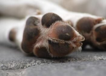 Hermosillo cuenta con ‘buzón’ para depositar animales muertos