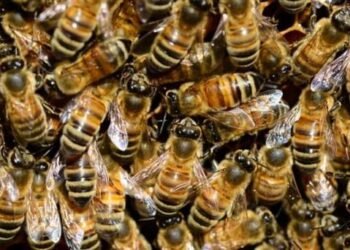 Niño de 6 años muere al ser atacado por abejas en Los Mochis