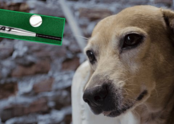 Vecino agresivo mata a perrita en Nogales