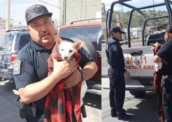 Rescatan a perrita en Nogales
