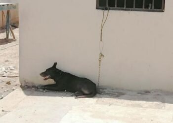 Atienden 240 reportes de maltrato animal en Hermosillo