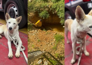 Bomberos rescatan a perrita de morir ahogada en Nogales