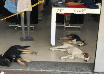 Más de 40 perros se han extraviado esta temporada de lluvias