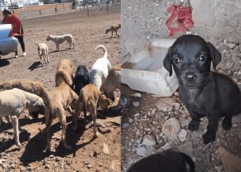 Perros callejeros se concentran en colonias del sur y norte