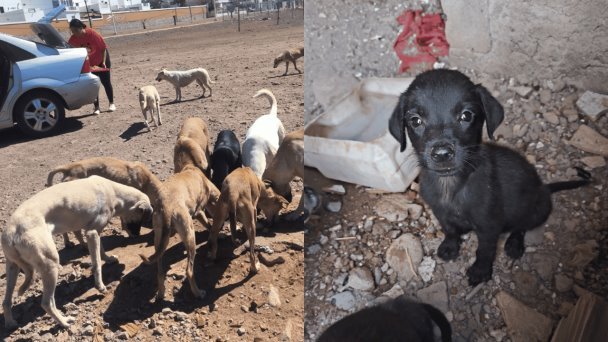 Perros callejeros se concentran en colonias del sur y norte Perros callejeros se concentran en colonias del sur y norte