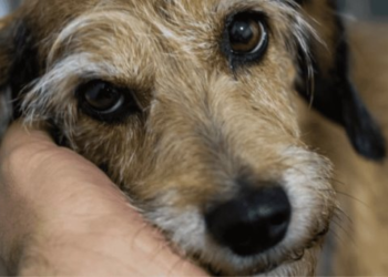 Hombre le quita la vida a un perro a pedradas en Nogales