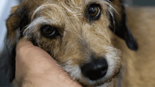 Hombre le quita la vida a un perro a pedradas en Nogales Hombre le quita la vida a un perro a pedradas en Nogales