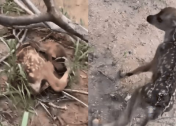 Piden no acercarse a crías de venado en Cerro del Bachoco