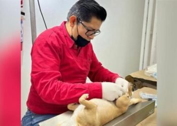 Retomarán jornadas de esterilización de mascotas en Hermosillo