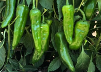 Cae 20% cosecha de chile verde