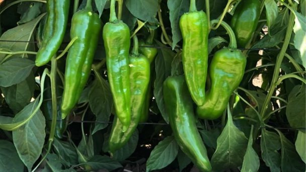 Cae 20% cosecha de chile verde Cae 20% cosecha de chile verde