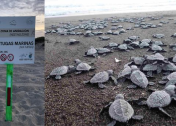Continúa la temporada de anidación de tortugas en San Carlos