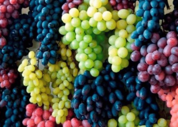 Producen más de 300 mil toneladas de uva de mesa en Sonora