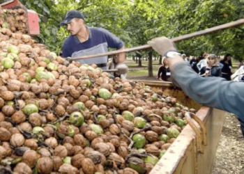 Agricultores del sur de Sonora obligados a migrar por sequía