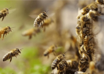 Adulto mayor es hospitalizado por ataque de abejas: Sinaloa