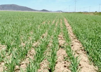 Cultivos del Valle del Yaqui en jaque por falta de agua