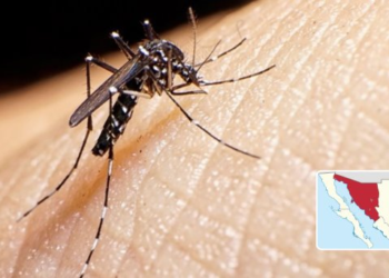 Dengue se extiende a dos nuevos municipios sonorenses