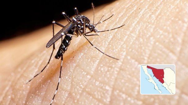 Dengue se extiende a dos nuevos municipios sonorenses Dengue se extiende a dos nuevos municipios sonorenses