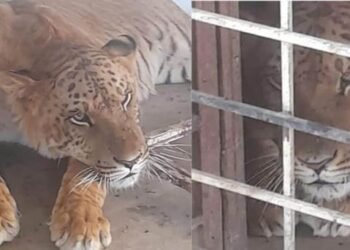 Encuentran un ligre en cateo en Coyame del Sotol, Chihuahua