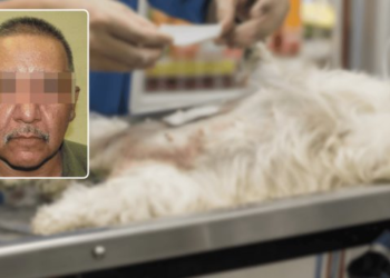 Vinculan a Francisco Crispino ‘N’ por crueldad animal
