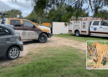 Tamaulipas alerta a Estados Unidos por tigre que escapó