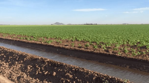 Sonora entre los más afectados por reducción de cosecha Sonora entre los más afectados por reducción de cosecha