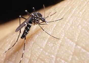 Dengue en Sonora; Guaymas es el municipio con más casos