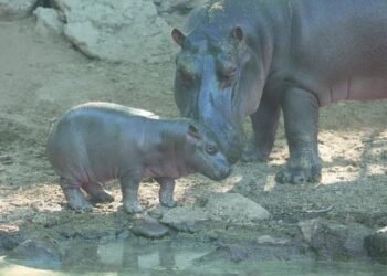 Bebé hipopótamo se une a la familia del Centro Ecológico