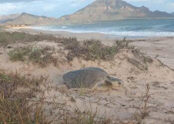 Llegan tortugas a desovar a Guaymas