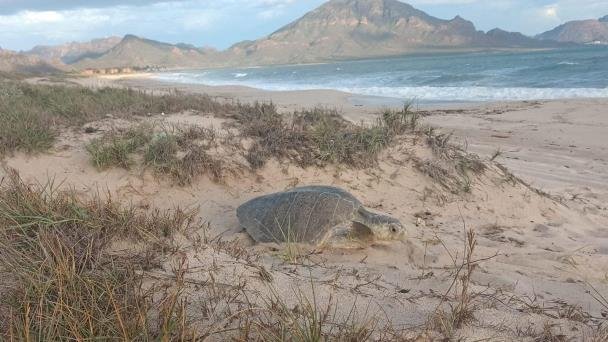 Llegan tortugas a desovar a Guaymas Llegan tortugas a desovar a Guaymas