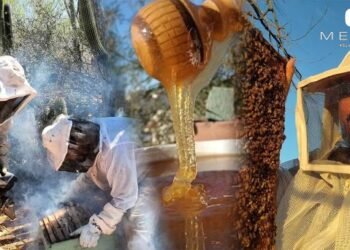 Apicultura en Sonora, un tesoro que enfrenta desafíos