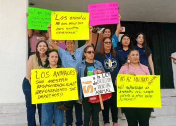 Apoyan colectivos Ley de Protección y Bienestar Animal