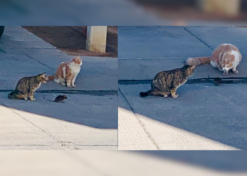 Los gatos que no cumplen con su contrato: Vecinos del sur de Hermosillo en jaque por la ‘amistad’ entre gatos y ratas