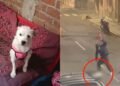 Brutal ataque a perrita en Trujillo, Perú, desata indignación y exige justicia